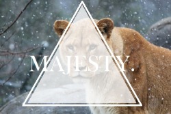 lilmcsmitty:  Majesty.