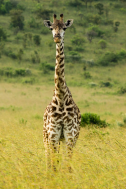 radivs:  Masai Giraffe by Greg McMullin