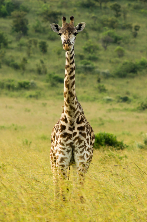 radivs:  Masai Giraffe by Greg McMullin porn pictures