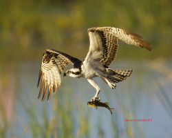 another-animal-blog:  Osprey In Flight by kevansunderland