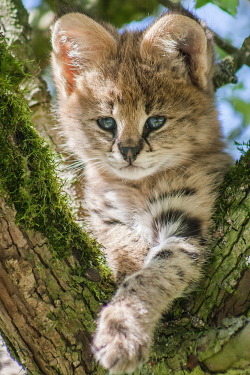 mostlycatsmostly:  mostlycatsmostly:  Serval Kitten - Aachener Tierpark, Aachen, Germany (via Johannes W)  @coolcatgroup 
