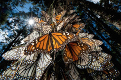 shithowdy:  nubbsgalore:  every autumn, tens of millions of monarch butterflies travel to their ancestral winter roosts in mexico’s mountain fir forests, coating the trunks of the trees in the orange of their wings, and causing the branches to droop