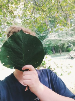 themeanone:  L: a kiwi leaf that’s bigger