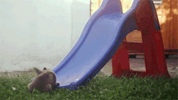 sizvideos:  Cute fox cubs playing on slide - Video Follow our Tumblr - Like us on Facebook  HNNNNG ;w; &lt;3333