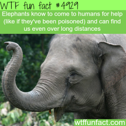 wtf-fun-factss:   Elephants seek for human’s help - WTF fun facts   