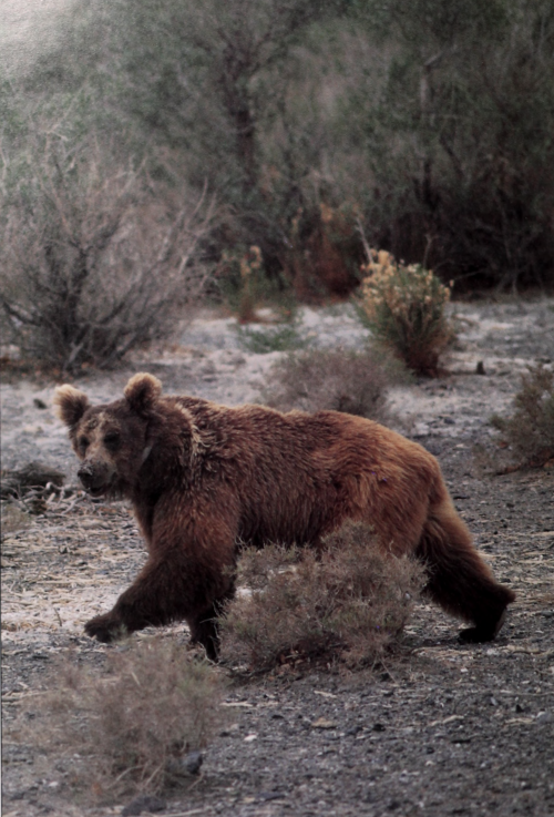 nemfrog:  Gobi Brown Bear in Mongolia. Annual report of the New York Zoological Society. 1991.Internet Archive