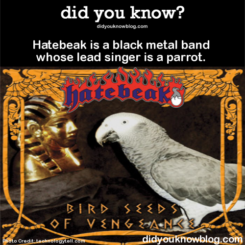 did-you-kno:  Hatebeak is a black metal band adult photos