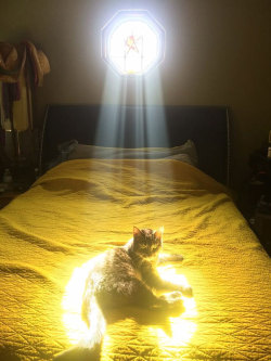 notsomolly: occultlylittlespace:  whateverstop:  I’m sobbing omfg  Kitties are solar-powered. It’s true.  i haz a warm   @empoweredinnocence
