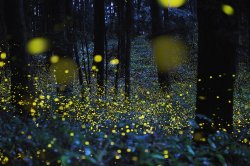 bornagainfromtherhythm:  The Beautiful Flight Paths of Fireflies by Tsuneaki Hiramatsu 