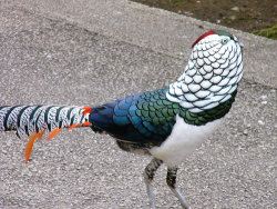 budgiepropaganda:  gothamknowledge:  Lady Amherst’s Pheasant Sometimes I just don’t know you nature.  And here we have exhibit I-don’t-even-know, but I like it.  What are birds? 