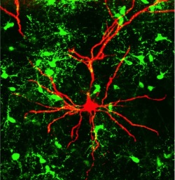 neurosciencestuff:  (Image caption: Oligodendrocyte progenitor cells in the brain (OPC, green) influence synaptic signaling between neurones (red) integrated in the neuronal network. Credit: Institute of Molecular Cell Biology) Neurons listen to glial