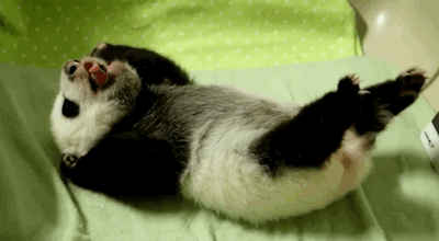 Маленькая панда просыпается