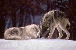 wolveswolves:  By Jim Brandenburg 