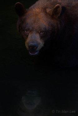 fuck-yeah-bears:  Reflection: Black Bear by Tin Man
