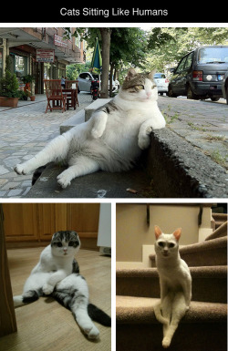 tastefullyoffensive:  Cats Sitting Like Humans