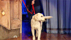 latenightjimmy:  shygirl364:  Jimmy Fallon introducing his dog Gary to Betty White on Late Night With Jimmy Fallon - 1/7/12  [Full Video]