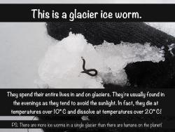 scienceyoucanlove:      Yes, worms really do live in glaciers — in fact, this kind (ice worms) can’t live off of them!! Their scientific name is Mesenchytraeus solifugus (Emery, 1898). They are about 1 cm (&frac14;&quot;) long, and about 1 mm (1/32&quot;)