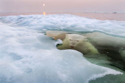 bvners:  A polar bear peers up from beneath the melting sea ice on Hudson Bay as the setting midnight sun glows red from the smoke of distant fires during a record-breaking spell of hot weather. (Photo and caption by Paul Souders) 