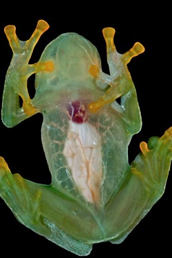 earthandanimals:   Glass Frog   Photo by Pedro
