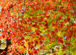 travelingcolors:Autumn in Kobe | Japan (by Akirafoto)