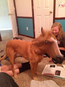 oldnewborrowedbluebox:  clayinthehandsofourfather:  My roommate thought it was a real horse.  i have to admit so did i for a second there 