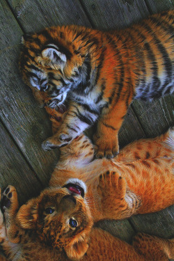 modernambition:  Lion &amp; Tiger Cubs 