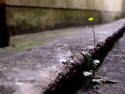 jonnovstheinternet:  nothing says hope quite like flowers growing through the cracks in concrete 