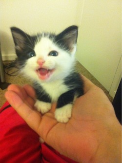 awwww-cute:  Ridiculously photogenic kitten (Source: http://ift.tt/1cqCN3Y)