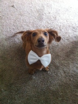 littlemammal:  hes ready for prom 