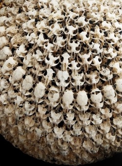 Alastair Mackie’s sphere of intricately connected mouse skulls collected from regurgitated barn owl pellets found around his family farm.