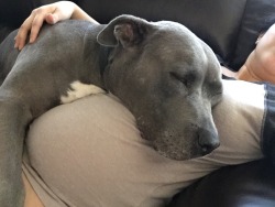 awwww-cute:My dog is extremely attached to me now that I’m pregnant, I think it’s the cutest thing