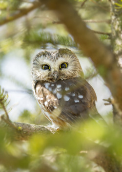 theperfectworldwelcome:  libutron:  creatures-alive:  (via 500px / The Littlest Predator by Kerry Freebird)  Northern saw-whet owl, Aegolius acadicus (Strigidae), native to North America and the smallest owl in eastern North America.  Beautiful !!!
