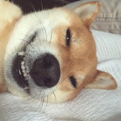 happygoriley:  The moment you realize it’s Sunday and you can sleep in! - HappyGoRiley