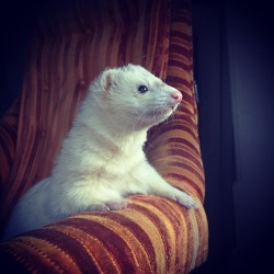 scionofscone:  cannonball-the-ferret:  cannonball-the-ferret:  cannonball-the-ferret:  cannonball-the-ferret: Look at my long boy. So posh, so regal. He is king of the chair. 👑🐝 All hail King Bumblebee 👑🐝  (someone stop me……)  Bumblebee
