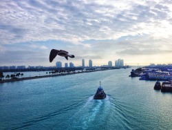 Miami morning skyline from the back of the cruise ship.
