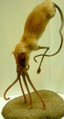 Nasobema lyricum, aka &ldquo;Snouter&rdquo; in the Folklore Section of the Haus der Nature Museum, Austria. 