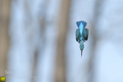 morethanphotography:  Blue arrow by RiccardoTrevisani