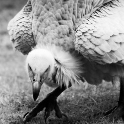 nickaldridge:  Mr Bones. Cape Vulture. Radical Raptors. © Nick Aldridge 2014  his feathers..! gosh