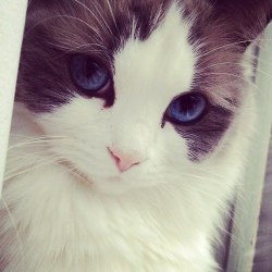 sharp-ish:  alexkisu:  that cat wears eyeliner better than me  that cat is more attractive than me in general 