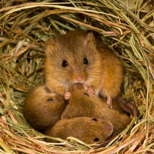 Porn this is a harvest mouse appreciation post photos