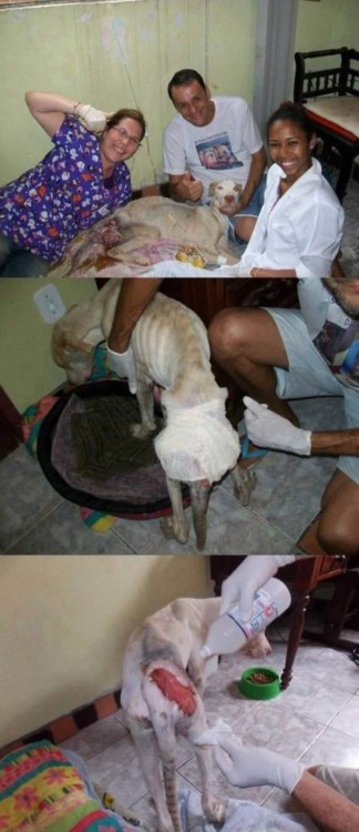 canna-bish:  Thank you so fucking much.  Rescued dogs are the greatest of friends.