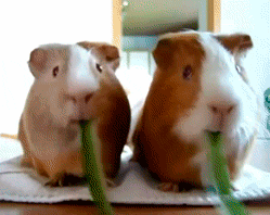 atomicchachomp:  unfollovving:  WHEN THE GIF RESTARTS IT LOOKS LIKE THE LEAF IS SPIT OUT AND THEY ARE EATING IT AGAIN  GUINEA PIGS VOMITING AND RE EATING THE VOMIT