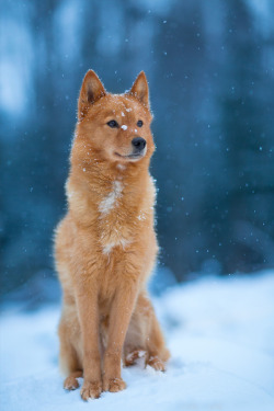 foxykin:  brazenbvll:  The Last of Winter : (Mattias Holter)   PRESH