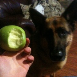 Is it normal to have a 90lbs German shepherd begging for an apple #laughing #bestdogever