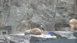 sizvideos: Polar Bear Mama helps her cub who can’t swim yet! 