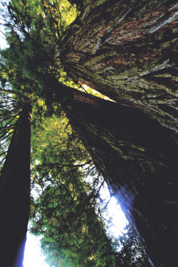 wethefreeee:  i am going to be a tree after