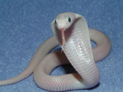 snake-lovers:  Baby Naja kaouthia