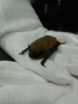 scantalli-clad:  tiny bat. from the bat walk event we went to