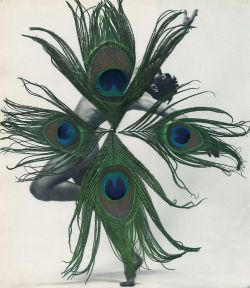 darksilenceinsuburbia:  Carol Bove. Untitled, 2005. Peacock feathers on photograph. 