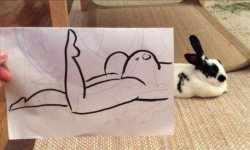 welele:  Estúpido y sensual conejo